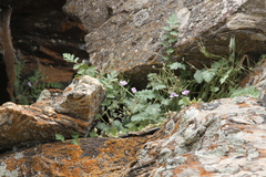 Erodium rupicola