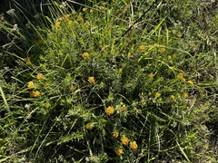 Lasiosiphon capitatus