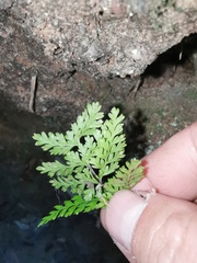 Davallia trichomanoides