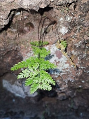 Davallia trichomanoides