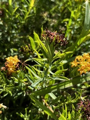 Lasiosiphon capitatus