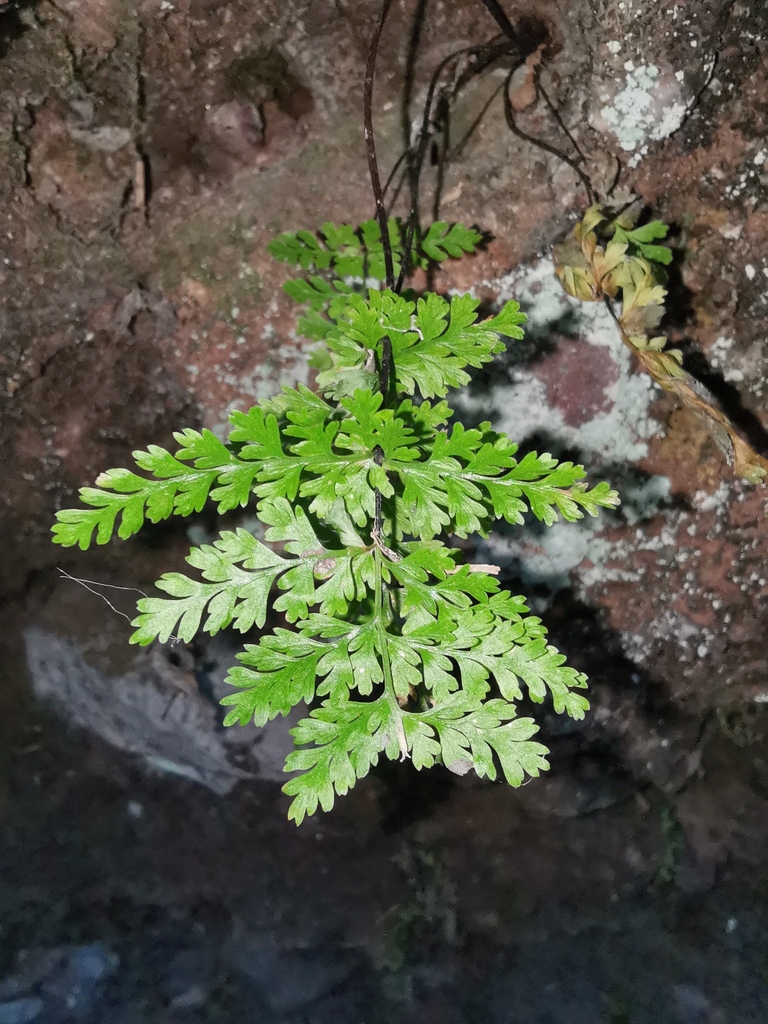 Davallia trichomanoides (Davallia trichomanoides)