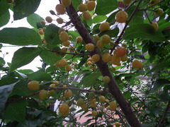 Prunus pseudocerasus