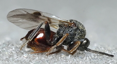 Amphibolips melanocera