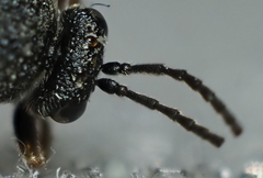 Amphibolips melanocera