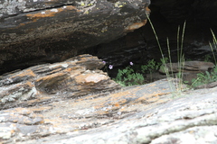 Erodium rupicola
