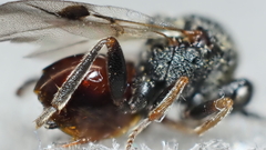 Amphibolips melanocera