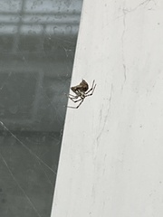 Parasteatoda tabulata