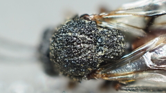 Amphibolips melanocera