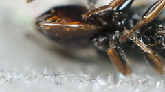 Amphibolips melanocera