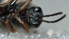 Amphibolips melanocera