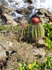 Melocactus intortus