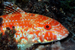 Parupeneus heptacantha