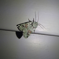 Lacinipolia laudabilis