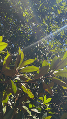 Eriobotrya japonica