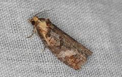 Cryptoptila australana