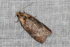 Cryptoptila australana