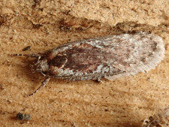 Agonopterix hypericella