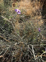 Solanum umbelliferum