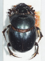 Onthophagus pinguis