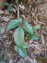 Heptapleurum heptaphyllum