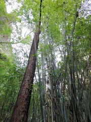 Artocarpus hypargyreus