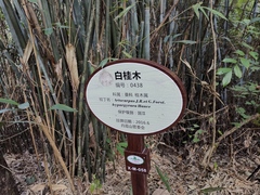 Artocarpus hypargyreus