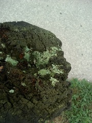 Flavoparmelia caperata