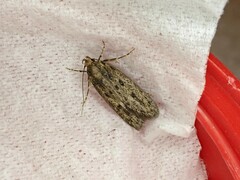 Hofmannophila pseudospretella
