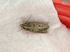 Hofmannophila pseudospretella
