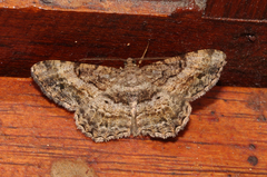 Hypomecis ectropodes