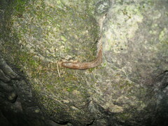 Limax millipunctatus