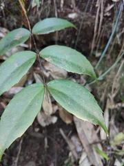 Berberis fordii