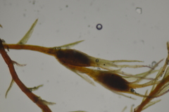 Dicranella rufescens