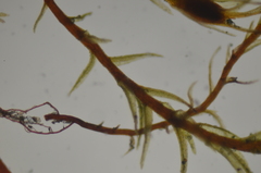 Dicranella rufescens