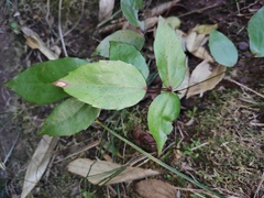 Berberis fordii