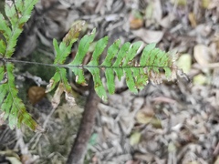Pteris dispar
