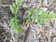 Pteris dispar