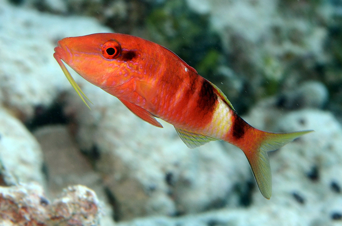 オジサン (Parupeneus multifasciatus) · iNaturalist