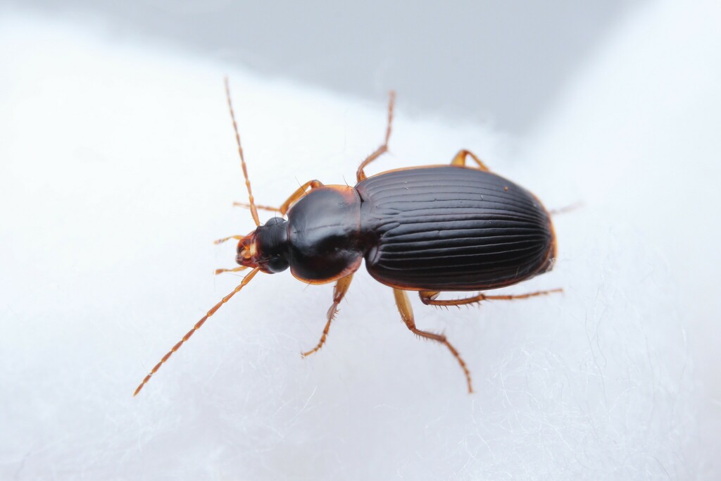 Microzargus