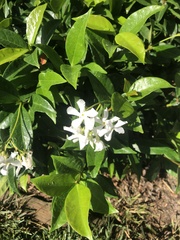 Trachelospermum jasminoides