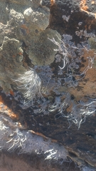 Roccellina hypomecha