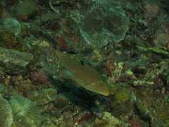 Canthigaster papua
