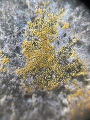 Polycauliona impolita