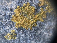 Polycauliona impolita