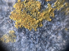 Polycauliona impolita