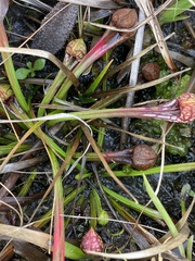 Sarracenia psittacina