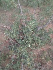 Sclerocarya birrea caffra