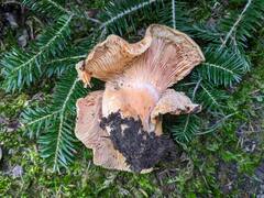 Lactarius salmonicolor