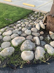 Polycauliona impolita